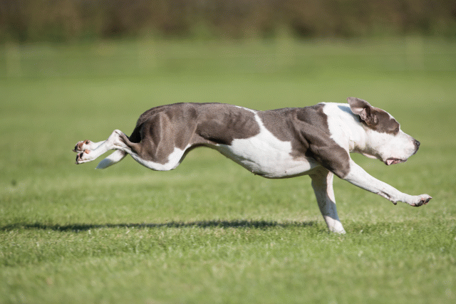 Bo4I8141 30478303011 O