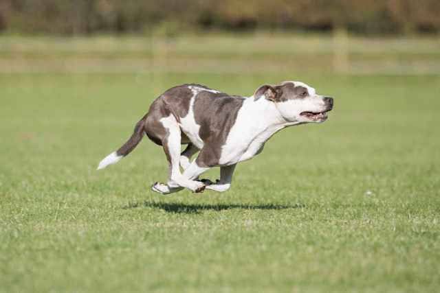 Bo4I8137 30478303841 O