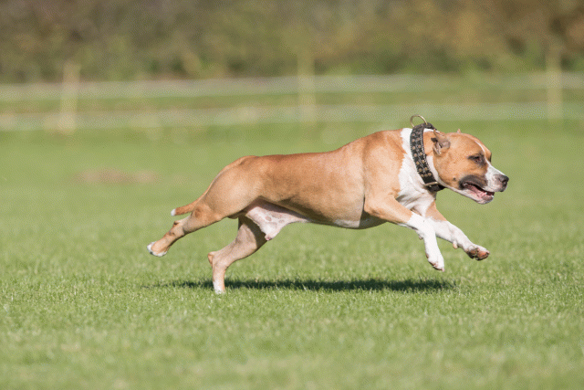 Bo4I8127 30478306111 O