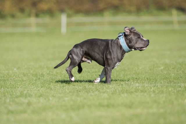 Bo4I8115 30478310471 O