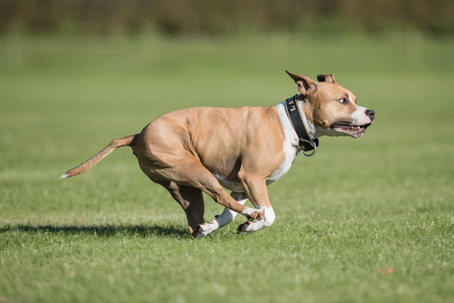 Bo4I8107 30478311181 O