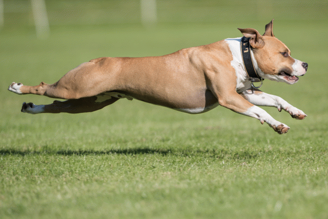 Bo4I8106 30478311561 O