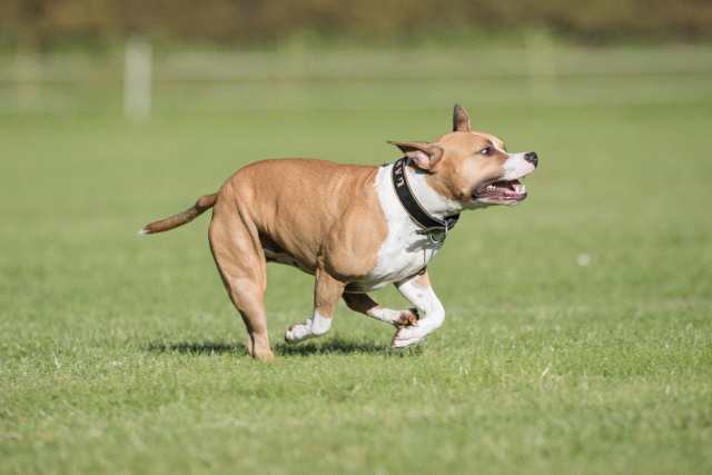 Bo4I8104 30478311941 O