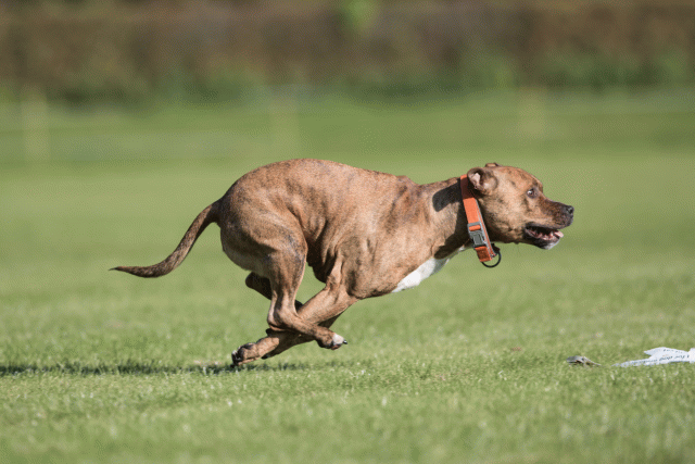 Bo4I8092 30478315621 O