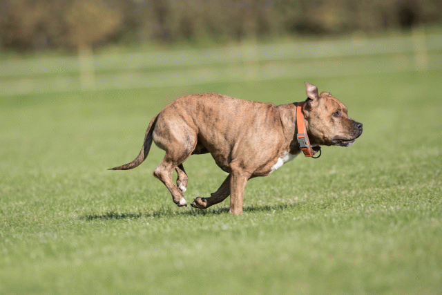 Bo4I8089 30478316881 O