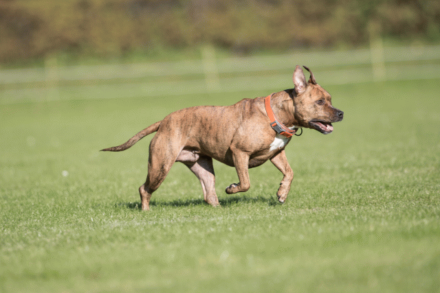 Bo4I8088 30478317511 O