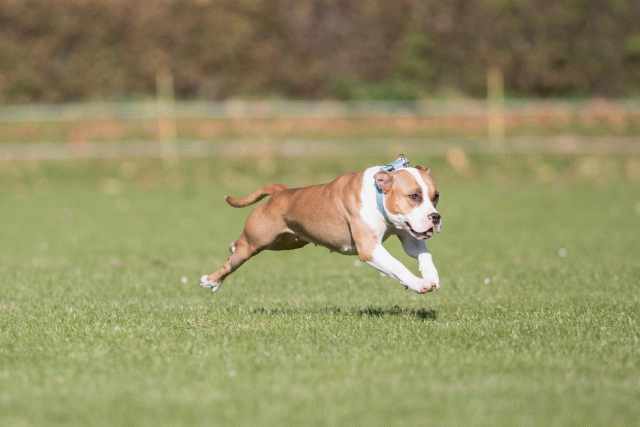 Bo4I8014 30478324151 O