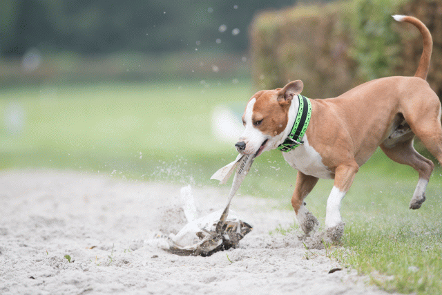 Bo4I7865 30478350651 O