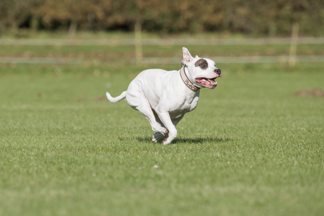 Bo4I8246 30529871566 O