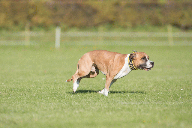 Bo4I8236 30529875236 O