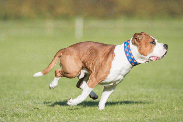 Bo4I8227 30529878256 O