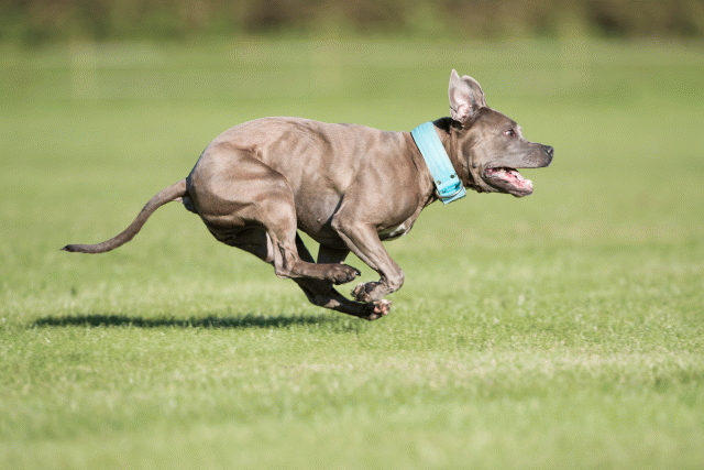 Bo4I8222 30529880486 O