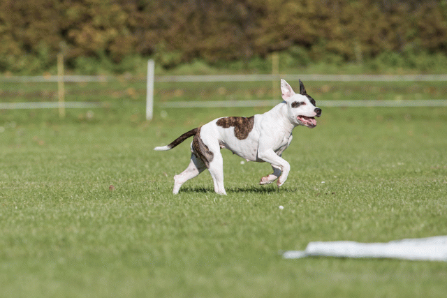 Bo4I8195 30529888346 O