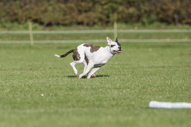 Bo4I8196 30529888776 O