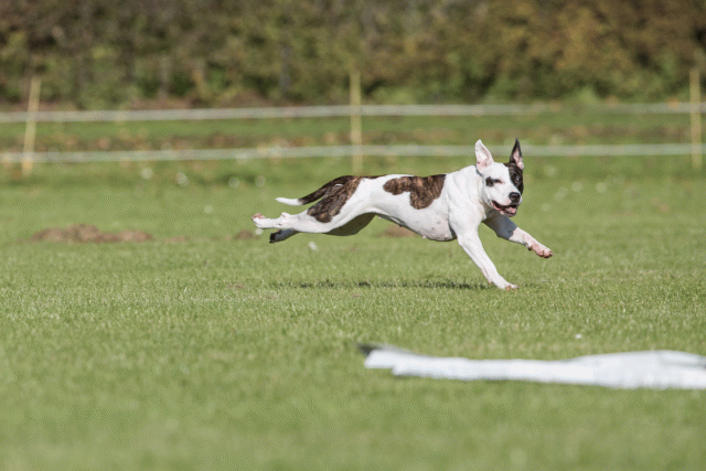 Bo4I8194 30529889346 O