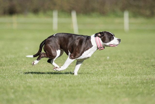 Bo4I8192 30529890386 O