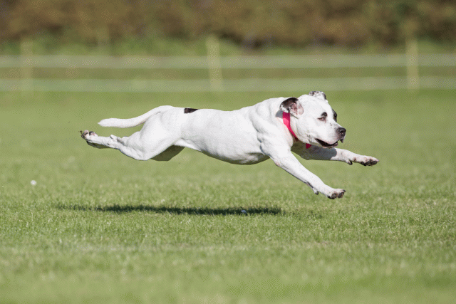 Bo4I8158 30529894526 O