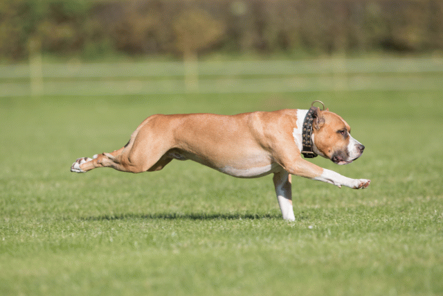 Bo4I8129 30529898216 O