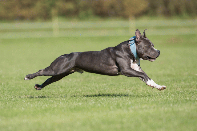 Bo4I8116 30529902186 O