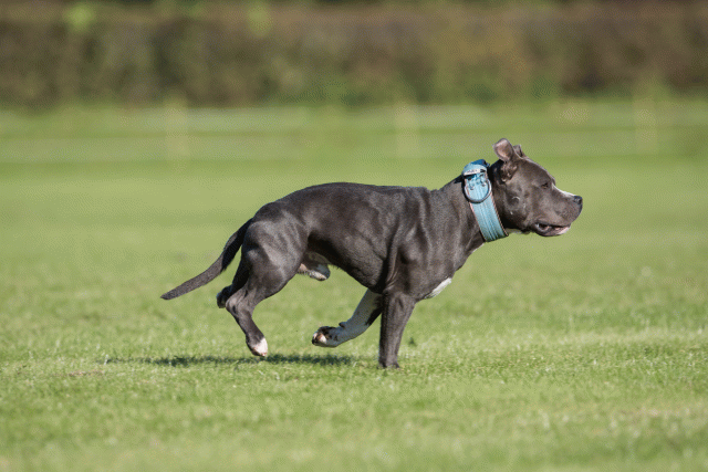 Bo4I8118 30529902786 O