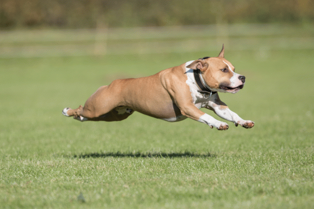 Bo4I8103 30529905256 O