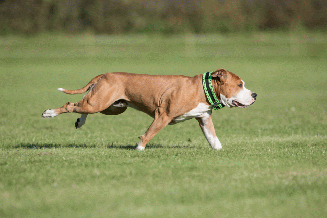 Bo4I8100 30529905656 O