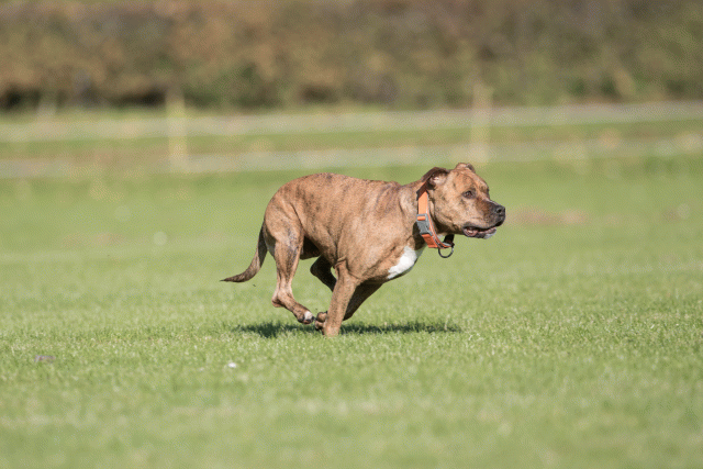 Bo4I8086 30529909306 O