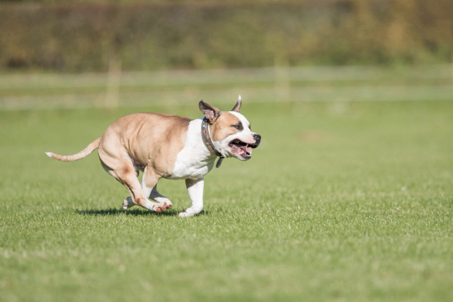 Bo4I8081 30529911736 O