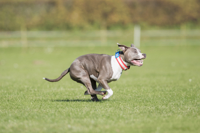 Bo4I8052 30529916846 O