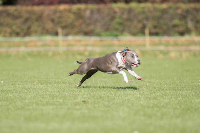 Bo4I8048 30529917896 O