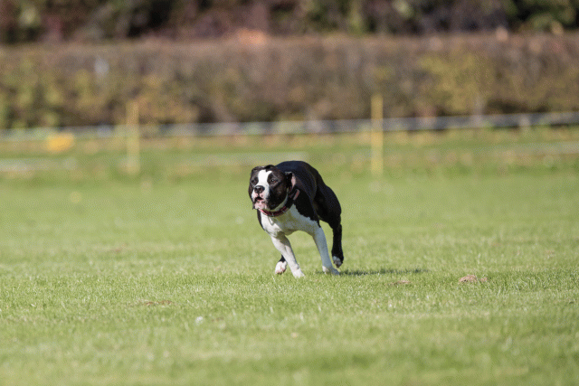 Bo4I8003 30529923996 O