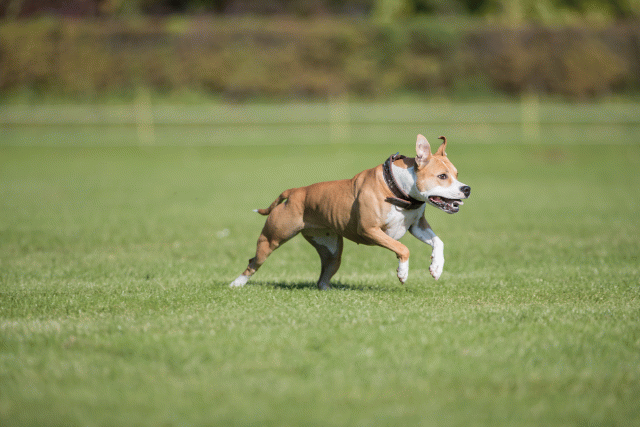 Bo4I7970 30529929626 O