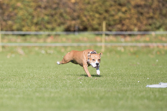 Bo4I7963 30529930126 O