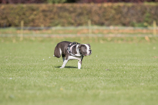 Bo4I7945 30529935096 O