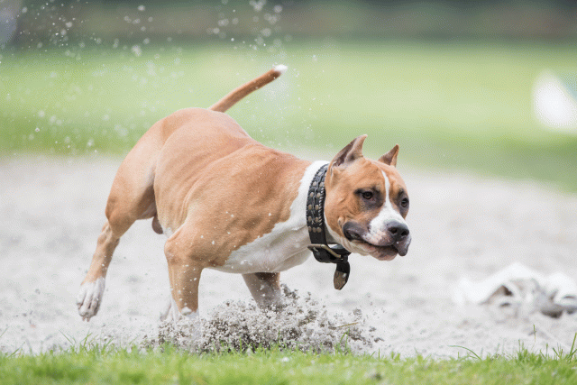 Bo4I7929 30529940086 O