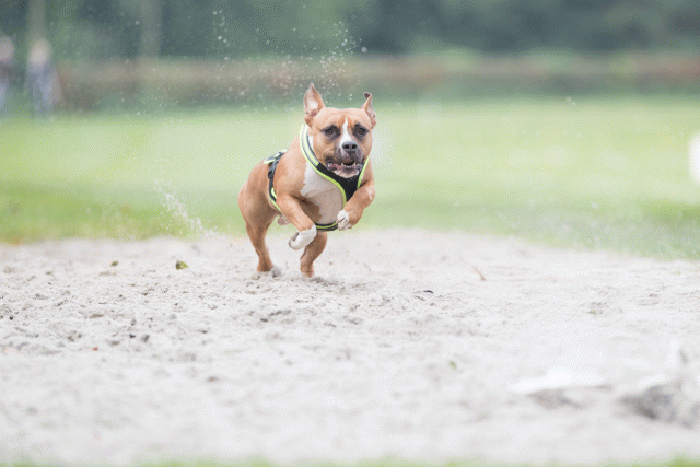 Bo4I7902 30529947366 O