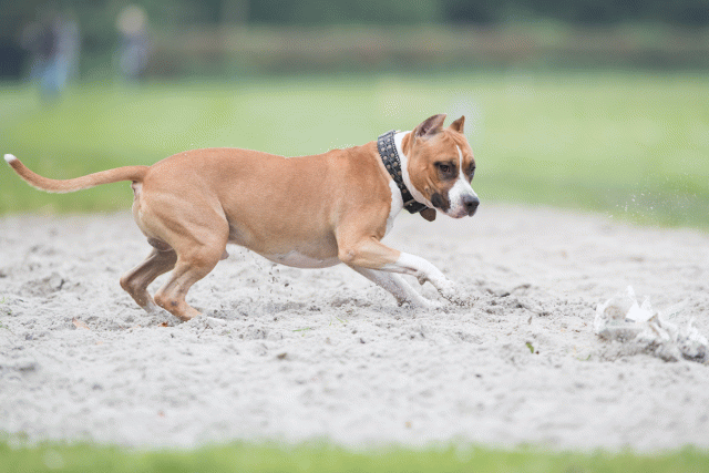 Bo4I7811 30529964076 O