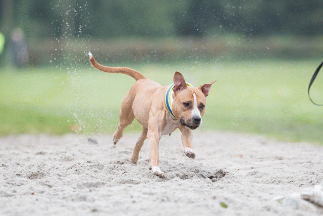 Bo4I7797 30529966726 O