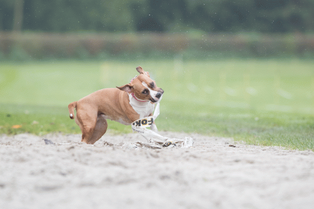 Bo4I7779 30529970486 O