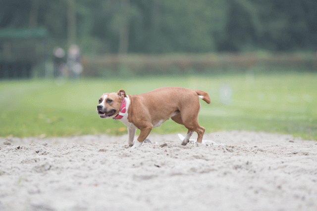 Bo4I7774 30529972096 O