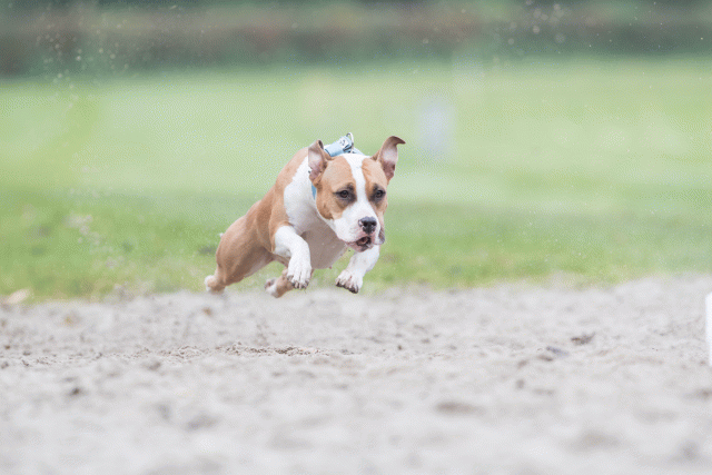 Bo4I7735 30529978426 O