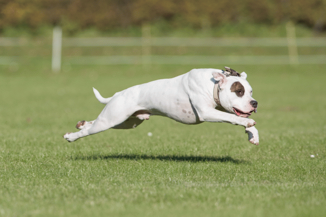 Bo4I8248 30566163925 O