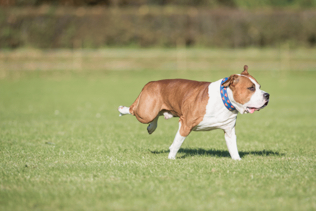 Bo4I8225 30566170195 O