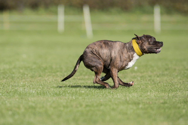 Bo4I8213 30566171725 O