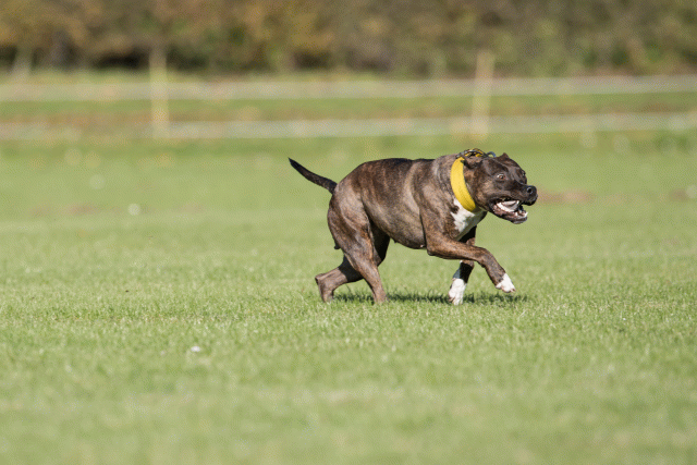 Bo4I8209 30566172635 O