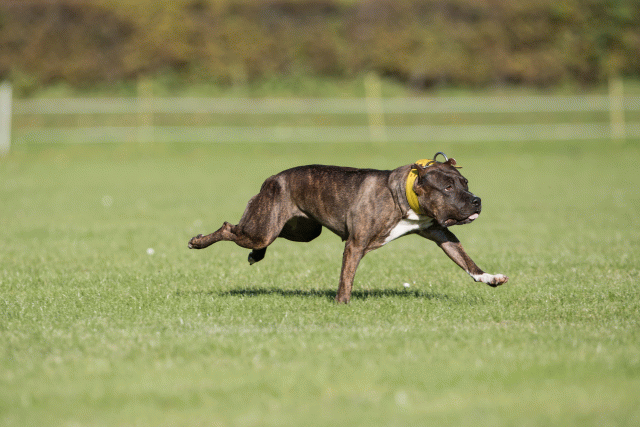 Bo4I8211 30566172885 O