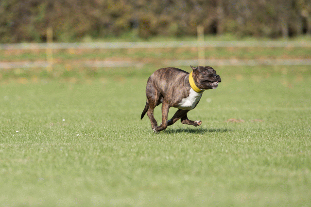 Bo4I8207 30566173045 O