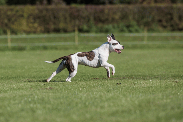 Bo4I8204 30566174045 O