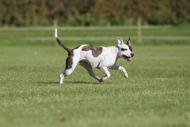 Bo4I8201 30566174825 O