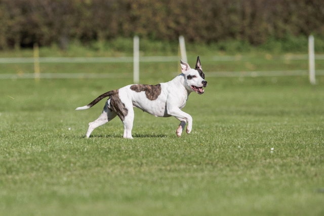 Bo4I8198 30566175845 O